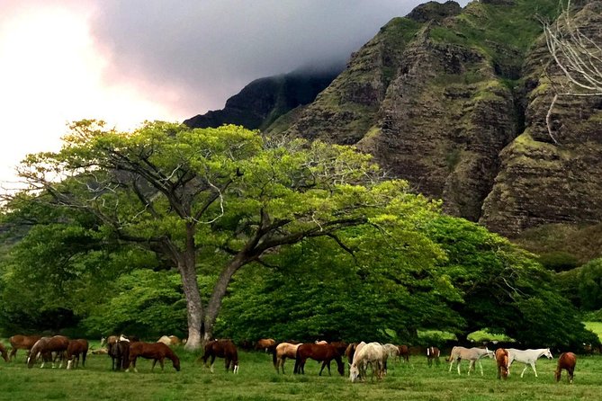 Kualoa Ranch: Novice E-Bike - Getting there and checking in