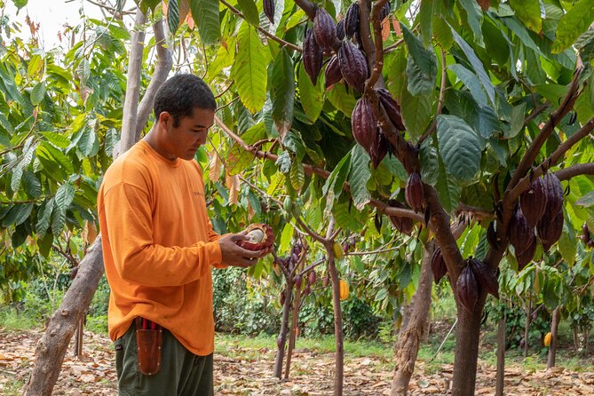 Lahaina: Maui Ku'ia Estate Guided Cacao Farm Tour and Tasting - Starting at Ku’ia Estate’s Lahaina factory