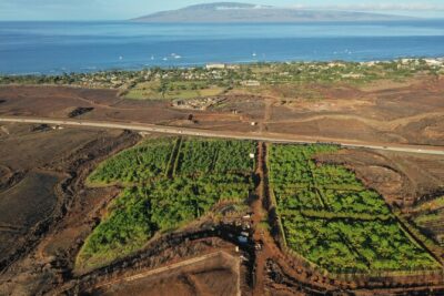Lahaina: Maui Ku’ia Estate Guided Cacao Farm Tour and Tasting