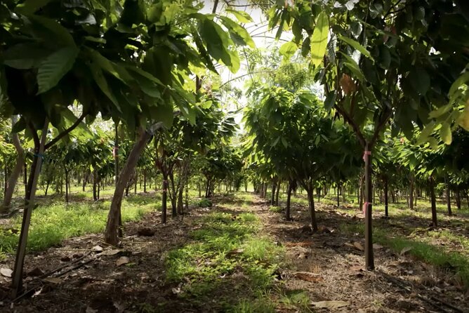 Lahaina: Maui Ku'ia Estate Guided Cacao Farm Tour and Tasting - Climbing to the treehouse tasting