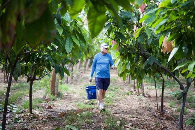 Lahaina: Maui Ku'ia Estate Guided Cacao Farm Tour and Tasting - Who should book this Lahaina chocolate tour?
