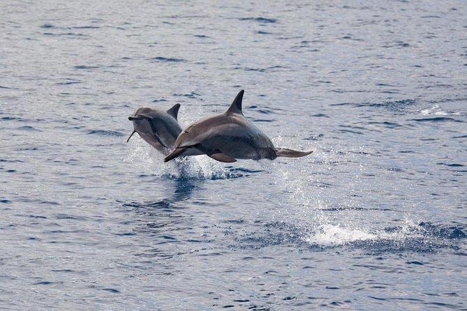 Lanai Snorkel and Dolphin Watch from Maalaea - What makes Lanai’s reef worth the crossing