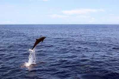 Luxury Snorkel Cruise, Local Buffet with Whale & Dolphin Watch
