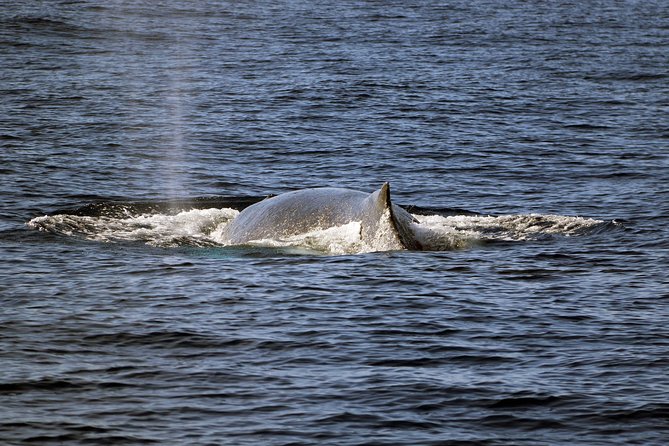 Luxury Snorkel Cruise, Local Buffet with Whale & Dolphin Watch - Onboard Photography Without Managing Your Phone