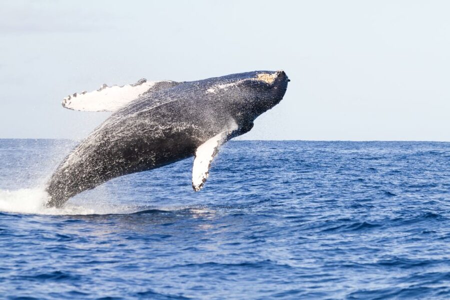 Ma'alaea Harbor: Whale Watching Tour Aboard Power Catamaran - Key things to know before you book