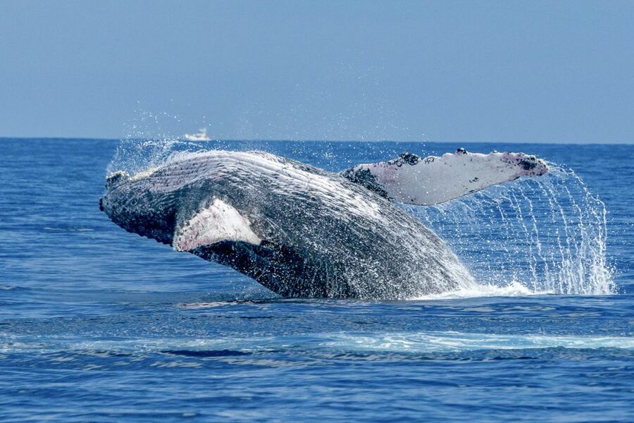 Ma'alaea Harbor: Whale Watching Tour Aboard Power Catamaran - A double-deck catamaran with room to move