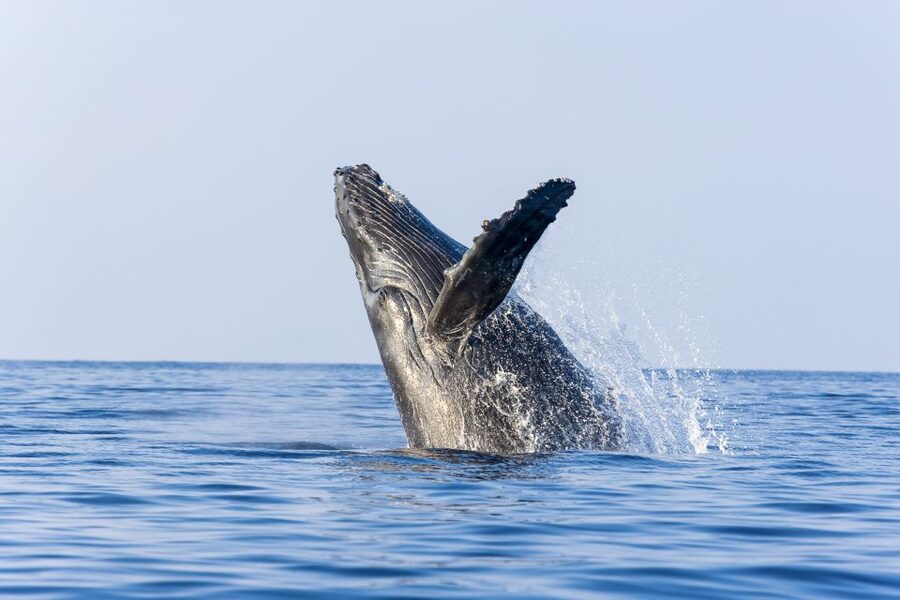Ma'alaea Harbor: Whale Watching Tour Aboard Power Catamaran - Whale behaviors worth watching for