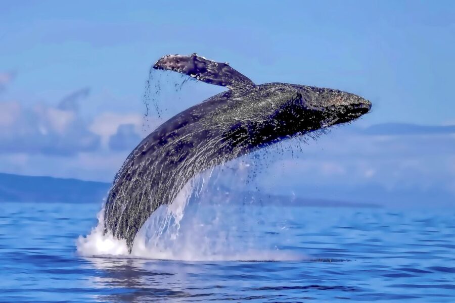 Ma'alaea Harbor: Whale Watching Tour Aboard Power Catamaran - The crew makes the difference