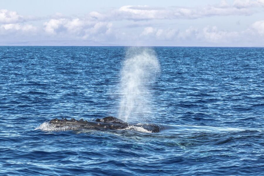 Ma'alaea Harbor: Whale Watching Tour Aboard Power Catamaran - Is $49 a good value?
