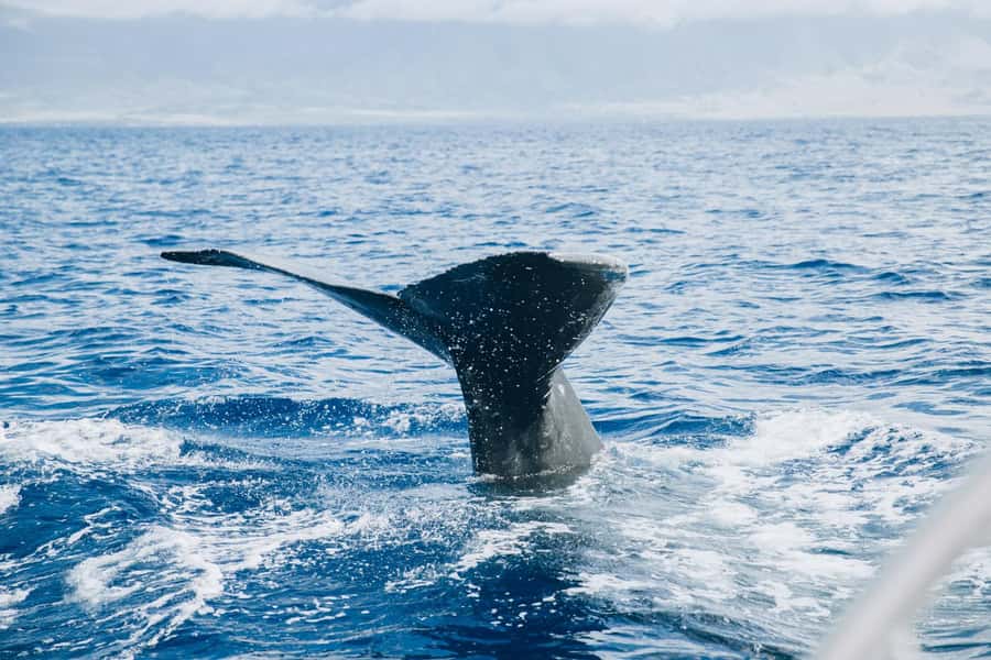 Maalaea: West Maui Snorkeling & Sailing Day Trip with Lunch - The crew makes the difference