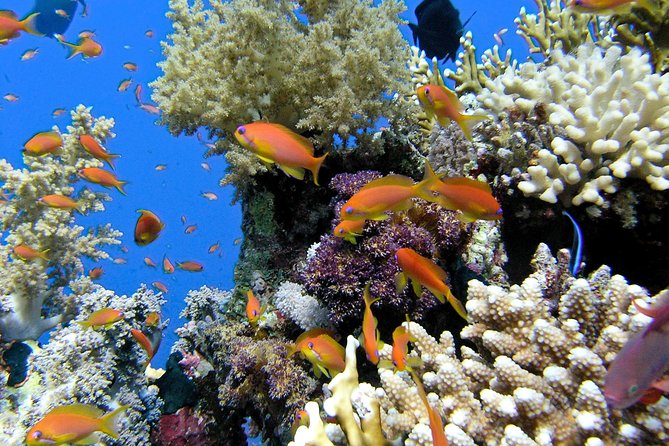 Makena Turtle Town Eco Adventure in Maui - Key Points to Know Before You Book