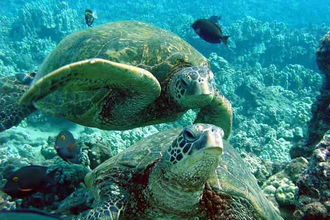 Makena Turtle Town Eco Adventure in Maui - The Paddle Toward Turtle Town