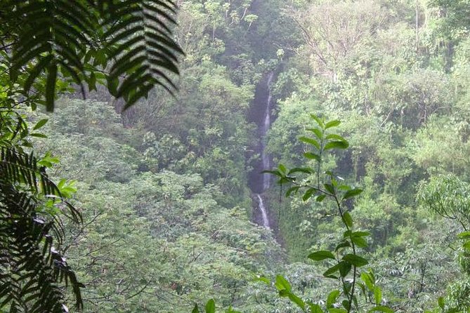 Manoa Falls Rainforest & Self-Guided Hike - Key points to know before you book