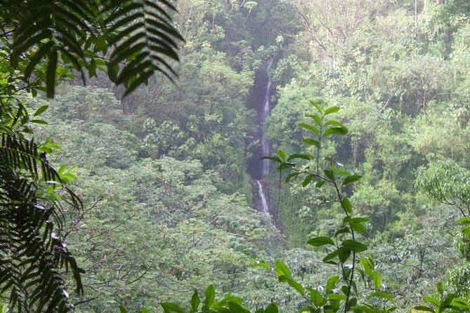 Manoa Falls Rainforest & Self-Guided Hike - A rainforest hike, not a guided sightseeing tour