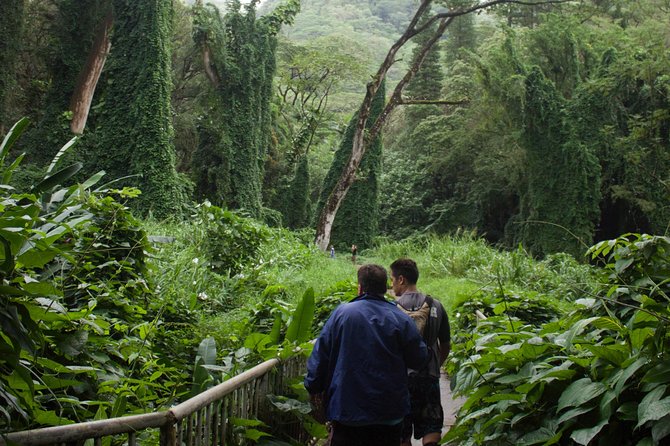 Manoa Falls Rainforest & Self-Guided Hike - What the waterfall may look like
