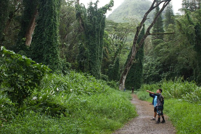 Manoa Falls Rainforest & Self-Guided Hike - Shoes, clothing, bugs, and weather