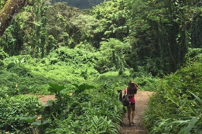 Manoa Falls Rainforest & Self-Guided Hike - How much value does the $52.99 price offer?