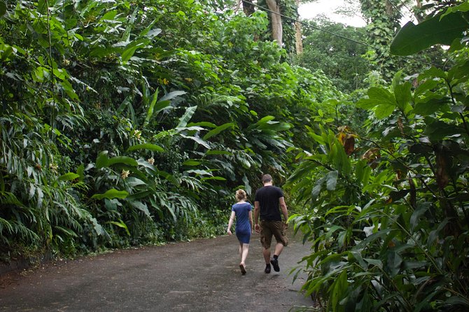 Manoa Falls Rainforest & Self-Guided Hike - Timing, crowds, and the return walk