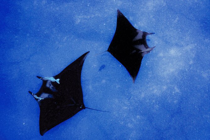 Manta Magic: Small-Group Manta Ray Night Snorkel in Kailua Kona - Leaving Keauhou Harbor near sunset