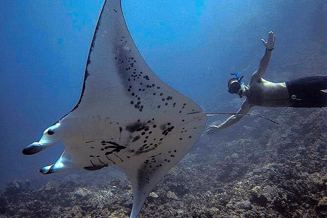 Manta Magic: Small-Group Manta Ray Night Snorkel in Kailua Kona - The light board and your time in the water