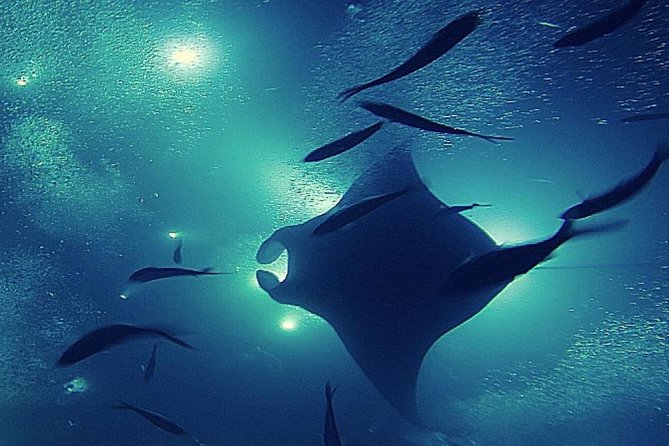 Manta Magic: Small-Group Manta Ray Night Snorkel in Kailua Kona - Watching the manta rays at close range