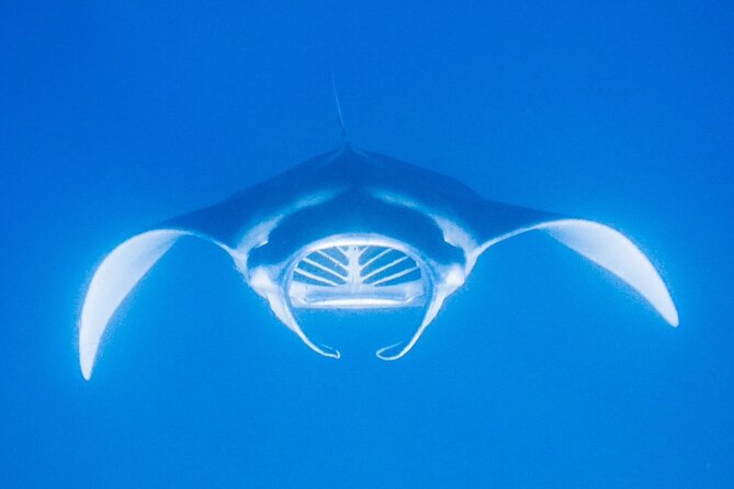 Manta Magic: Small-Group Manta Ray Night Snorkel in Kailua Kona - Sunset from the boat if you skip the snorkel