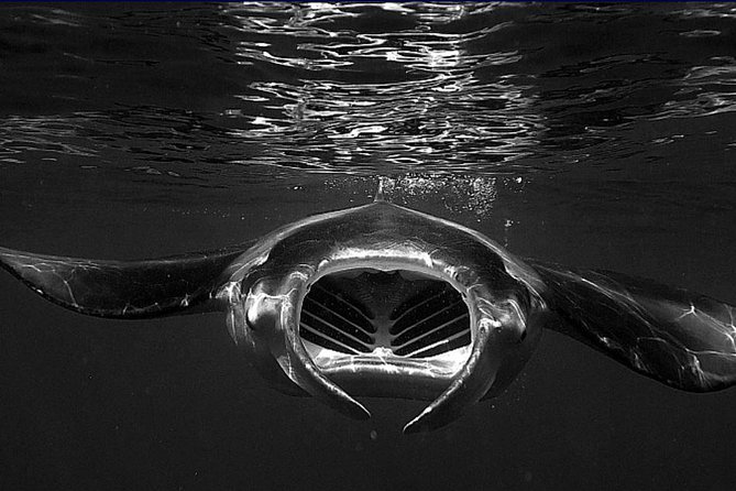 Manta Magic: Small-Group Manta Ray Night Snorkel in Kailua Kona - Getting ready with the small-group crew