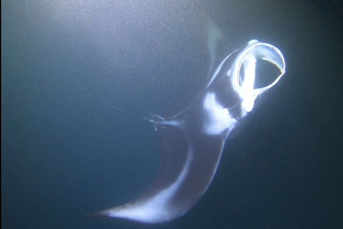 Manta Ray Night Snorkel at Kona, Big Island - Why manta rays make this Kona night snorkel special