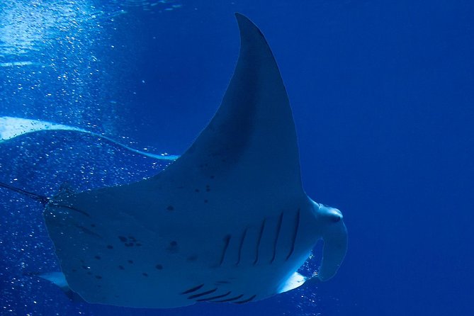 Manta Ray Night Snorkel at Kona, Big Island - Equipment, clothing, and the short boat ride