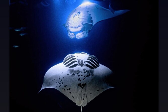 Manta Ray Night Snorkel Experience of a Lifetime - Why this night snorkel is special