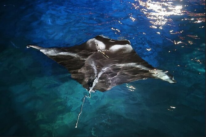 Manta Ray Night Snorkel Experience of a Lifetime - Getting into the water and finding the mantas