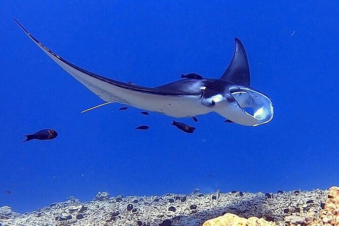 Manta Ray Night Snorkel Experience of a Lifetime - What the manta encounter feels like