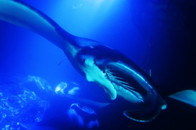 Manta Ray Night Snorkel Experience of a Lifetime - Small boat, small group, and basic comfort
