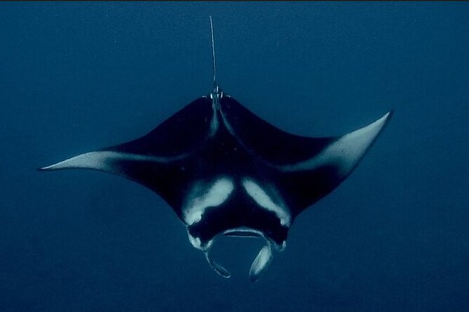 Manta Ray Night Snorkel Experience of a Lifetime - From Honokohau Harbor to the feeding site