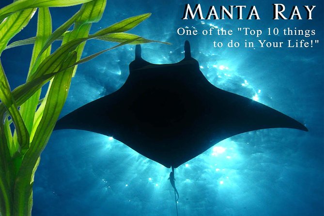 Manta Ray Night Snorkel from Kona — Small Group - Why the night manta swim is so memorable