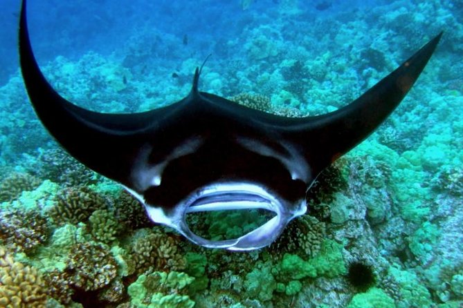 Manta Ray Night Snorkel from Kona — Small Group - A small boat changes the feel of the outing