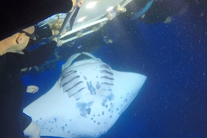 Manta Ray Night Snorkel from Kona — Small Group - Who should book this Kona manta tour