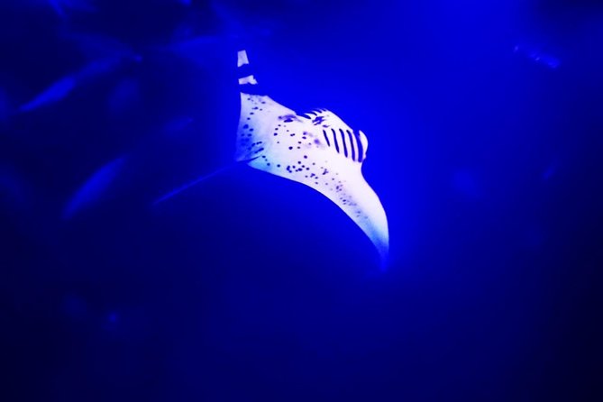 Manta Ray Night Snorkel in Kona - Why Kona’s night manta snorkel is so unusual