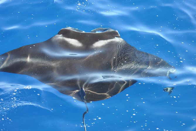 Manta Ray Night Snorkel Kona - Coral Reef Snorkel Adventures - Key things to know before you book