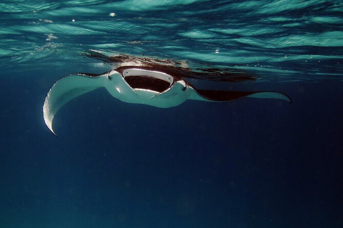 Manta Ray Night Snorkel Kona - Coral Reef Snorkel Adventures - Why Kona’s night manta snorkel is special