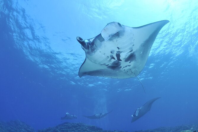Manta Ray Night Snorkel Kona - Coral Reef Snorkel Adventures - Watching the rays feed inches away