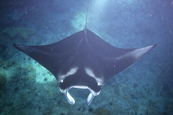 Manta Ray Night Snorkel Tour from Kona - The crew, safety, and comfort level