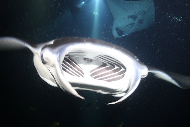 Manta Ray Night Snorkel Tour from Kona - Soup, bread, and hot drinks after the swim