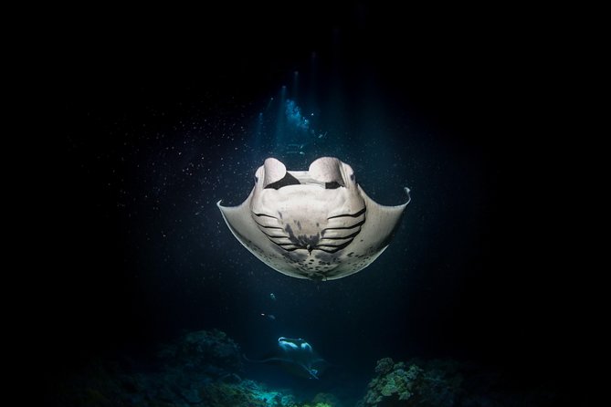 Manta Ray Night Snorkel Tour from Kona - Is $160.50 a good value?