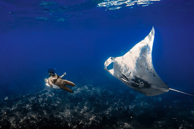 Manta Ray Night Snorkel Tour in Kailua-Kona, Big Island - Why Kona’s night manta snorkel is so special