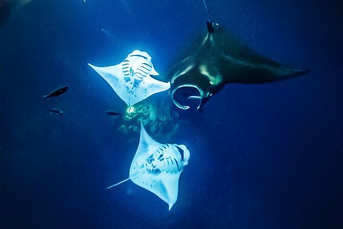 Manta Ray Night Snorkel Tour in Kailua-Kona, Big Island - Equipment, warmth, and comfort