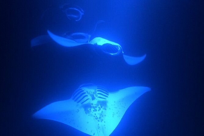 Manta Ray Snorkeling by Night in Kailua-Kona, Hawaii - The crew and the small-group advantage