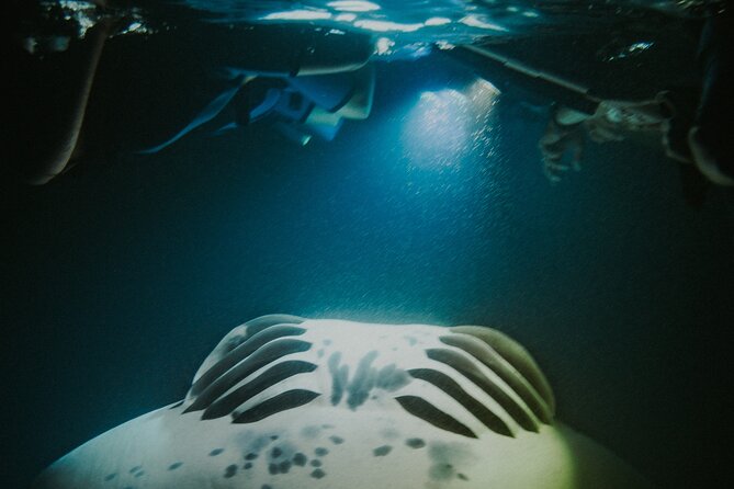 Manta Ray Snorkeling by Night in Kailua-Kona, Hawaii - What the $127.10 price really buys