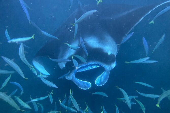Manta Ray Snorkeling by Night in Kailua-Kona, Hawaii - Meeting the canoe in Kailua-Kona