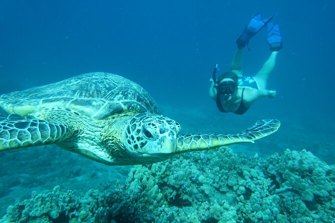Maui Clear Kayak and Snorkel Tour: Swim with turtles (Makena) - Whale season and the views beyond the reef